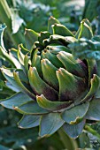 Flower of Cynara scolymus (Globe artichoke), Provence, France