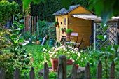 Oenothera speciosa (Pink Evening primrose) in front of a garden shed, Provence, France