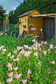 Oenothera speciosa (Pink Evening primrose) in front of a garden shed, Provence, France