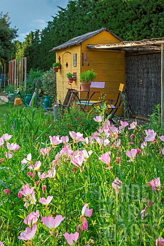 Oenothera_speciosa_Pink_Evening_primrose_in_front_of_a_garden_shed_Provence_France