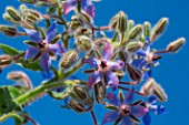 Borago officinalis (Borage), Provence, France