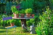 Herbs in pots displaying on a table made of a dead tree, Provence, France