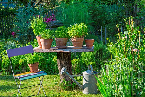 Herbs_in_pots_displaying_on_a_table_made_of_a_dead_tree_Provence_France