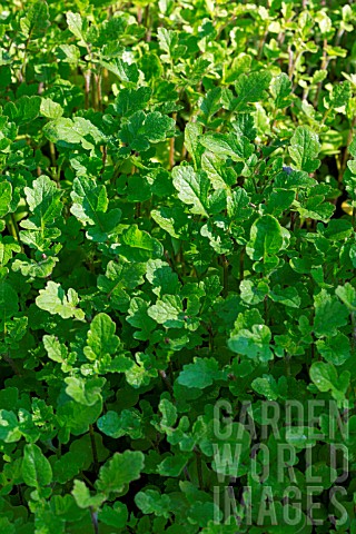 Sinapis_alba_White_Mustard_used_as_green_manure_in_a_kitchen_garden_Provence_France