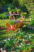 Herbs in pots and square foot kitchen garden with courgette, Provence, France