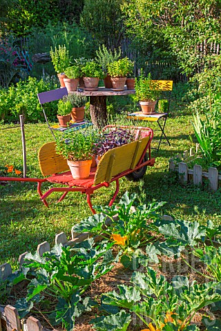 Herbs_in_pots_and_square_foot_kitchen_garden_with_courgette_Provence_France
