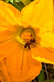 Honey bee on female flower of courgette, Provence, France