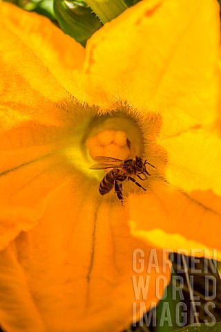 Honey_bee_on_female_flower_of_courgette_Provence_France