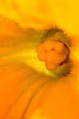 Female flower of courgette, Provence, France