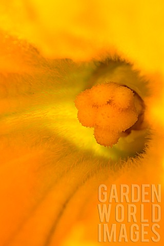 Female_flower_of_courgette_Provence_France
