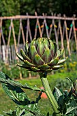 Cynara scolymus (Globe artichoke), Provence, France