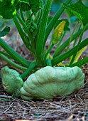 Pattypan Squash at Vegetable Garden, Provence, France