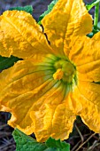 Male flower of courgette, Provence, France