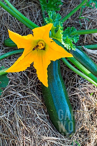 Zucchini_with_female_flower_Provence_France