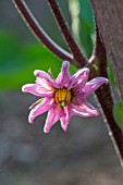 Solanum melongena (aubergine flower) Provence, France