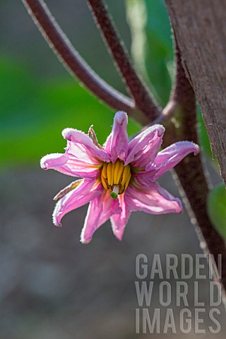 Solanum_melongena_aubergine_flower_Provence_France