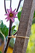 Solanum melongena (aubergine flower) Provence, France