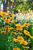 Coreopsis bed flowers, Provence, France