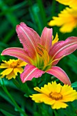 Hemerocallis Chicago Rosy and Coreopsis flowers, Provence, France