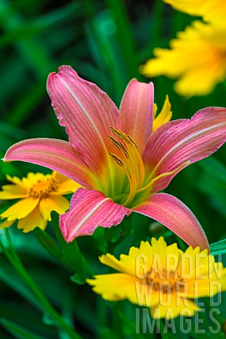 Hemerocallis_Chicago_Rosy_and_Coreopsis_flowers_Provence_France