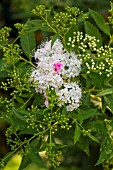 Spiraea Shirobana, Provence, France