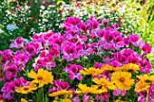 Pelargonium and Coreopsis flowers, Provence, France