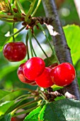 Red Morello cherries on the tree, Provence, France