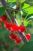 Red Morello cherries on the tree, Provence, France