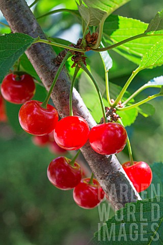 Red_Morello_cherries_on_the_tree_Provence_France