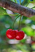 Red Morello cherries on the tree, Provence, France