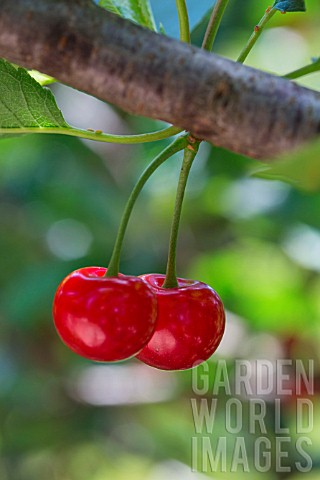 Red_Morello_cherries_on_the_tree_Provence_France