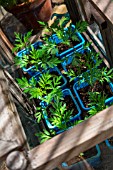 Cosmos sulphureus seedlings in pots, Provence, France