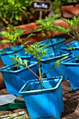 Cosmos sulphureus seedlings in pots, Provence, France