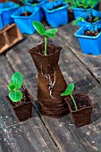 Zucchini seedlings in peat pots, Provence, France