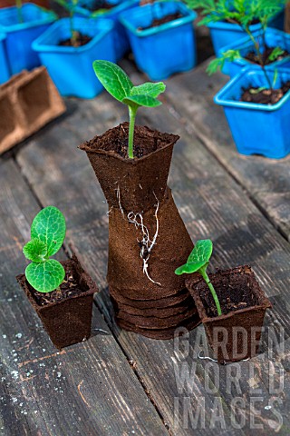 Zucchini_seedlings_in_peat_pots_Provence_France