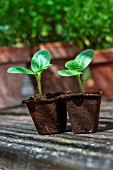 Zucchini seedlings in peat pots, Provence, France