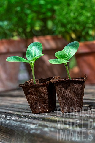 Zucchini_seedlings_in_peat_pots_Provence_France