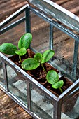 Zucchini seedlings in miniature glass greenhouse, Provence, France