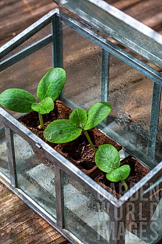 Zucchini_seedlings_in_miniature_glass_greenhouse_Provence_France