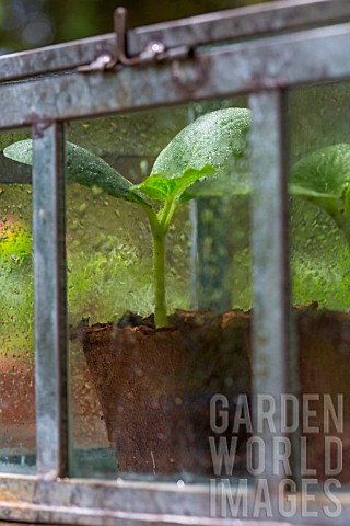 Zucchini_seedlings_in_miniature_glass_greenhouse_Provence_France