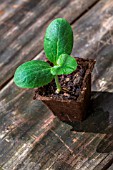 Zucchini seedling in peat pot, Provence, France