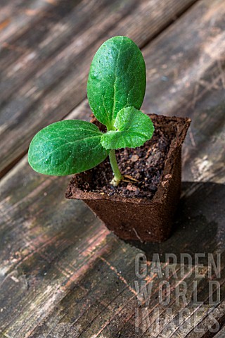 Zucchini_seedling_in_peat_pot_Provence_France