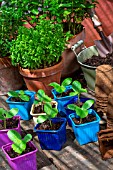 Basil and Zucchini seedlings in pots, Provence, France