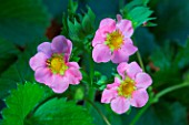 Fragaria vesca Vivarosa flower in vegetable Garden, Provence, France