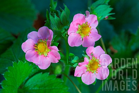 Fragaria_vesca_Vivarosa_flower_in_vegetable_Garden_Provence_France