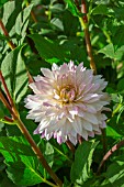 Flower of Dahlia (Cactus type), Provence, France