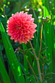 Flower of Dahlia (Cactus type), Provence, France