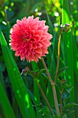 Flower of Dahlia (Cactus type), Provence, France