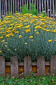 Helichrysum (Curry plant)