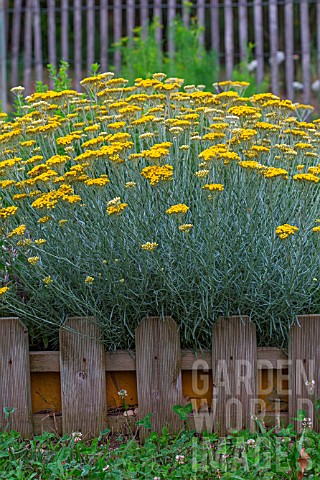 Helichrysum_Curry_plant